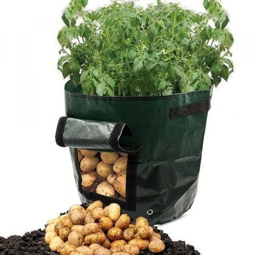 보면서 재배하는 감자 화분백 GS0100161A